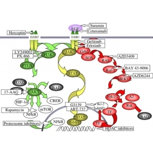 EGF通路常見癌症抑制點_JPG.jpg