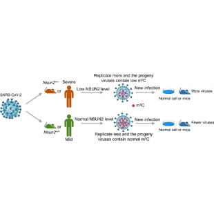 圖1 NSUN2介導的m5C修飾調節SARS-CoV-2 複製和感染能力.png