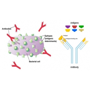 Introduction-to-Antigen.jpg